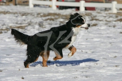 Bernese Mountain Dog