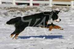 Bernese Mountain Dog