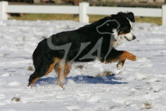 Bernese Mountain Dog