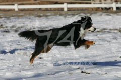 Bernese Mountain Dog