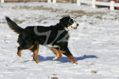 Bernese Mountain Dog