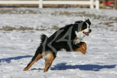 Bernese Mountain Dog