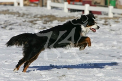 Bernese Mountain Dog