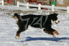 Bernese Mountain Dog