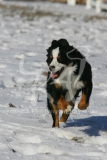 Bernese Mountain Dog