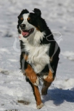 Bernese Mountain Dog