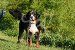 Bernese Mountain Dog