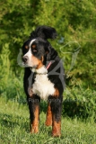 Bernese Mountain Dog