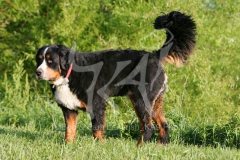 Bernese Mountain Dog