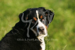 Bernese Mountain Dog