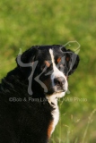 Bernese Mountain Dog