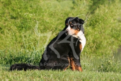 Bernese Mountain Dog