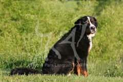 Bernese Mountain Dog