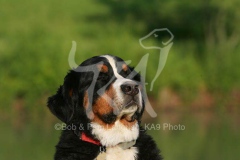 Bernese Mountain Dog