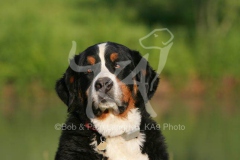 Bernese Mountain Dog