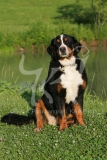 Bernese Mountain Dog