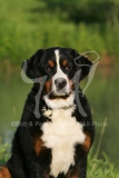 Bernese Mountain Dog