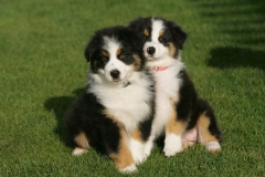 Bernese Mountain Dog