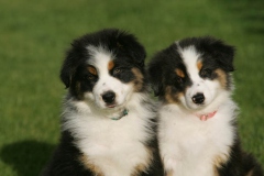 Bernese Mountain Dog