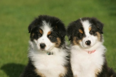 Bernese Mountain Dog