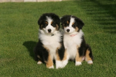 Bernese Mountain Dog