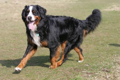 Bernese Mountain Dog