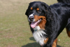 Bernese Mountain Dog