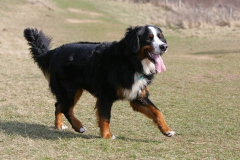 Bernese Mountain Dog