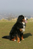 Bernese Mountain Dog