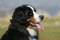 Bernese Mountain Dog