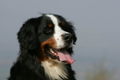 Bernese Mountain Dog