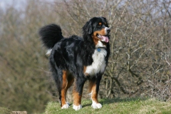 Bernese Mountain Dog