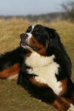 Bernese Mountain Dog