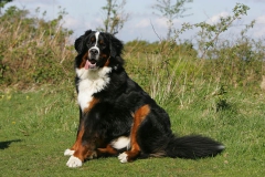 Bernese Mountain Dog