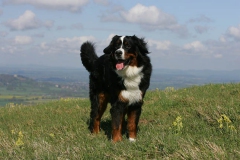 Bernese Mountain Dog