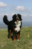 Bernese Mountain Dog