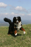 Bernese Mountain Dog