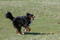 Bernese Mountain Dog