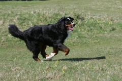 Bernese Mountain Dog