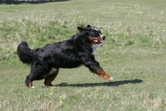 Bernese Mountain Dog