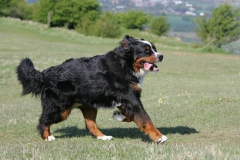 Bernese Mountain Dog