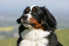 Bernese Mountain Dog