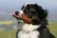 Bernese Mountain Dog