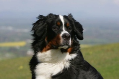 Bernese Mountain Dog