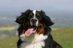 Bernese Mountain Dog