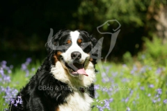 Bernese Mountain Dog