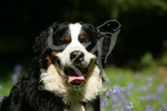 Bernese Mountain Dog