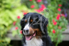 Bernese Mountain Dog