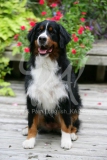 Bernese Mountain Dog