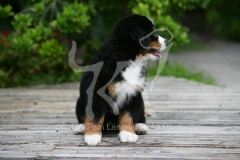 Bernese Mountain Dog